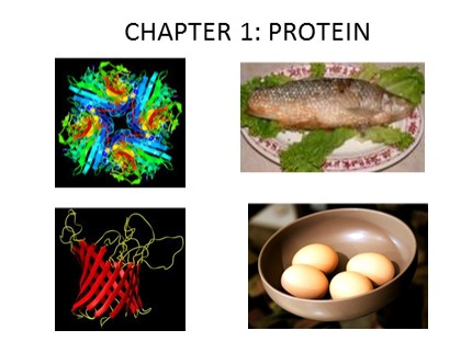Bài giảng Basic Food Chemistry - Chapter 1: Protein