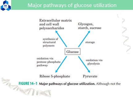 Major pathways of glucose utilization